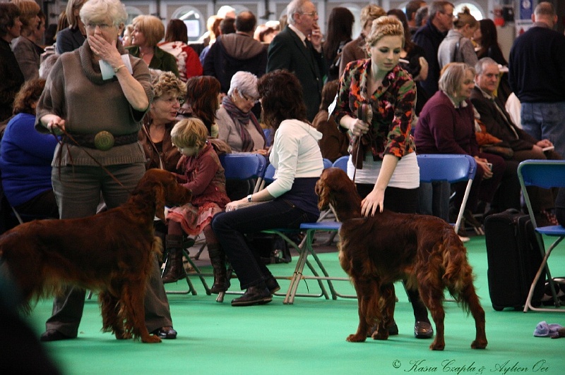 Crufts2011 228.jpg